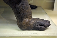 hippo specola 8-2017 1456